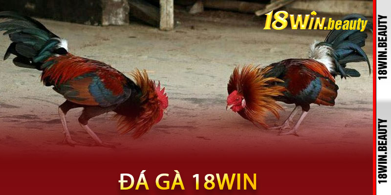 Giới thiệu tổng quan về đá gà 18Win